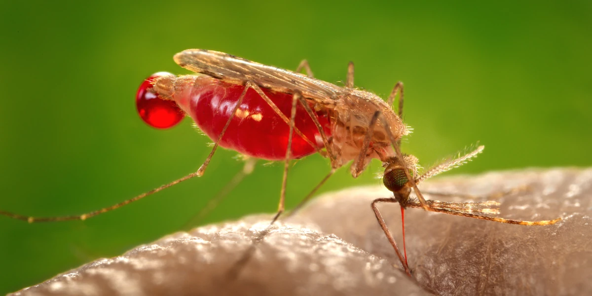 US Health Advisory Over Malaria