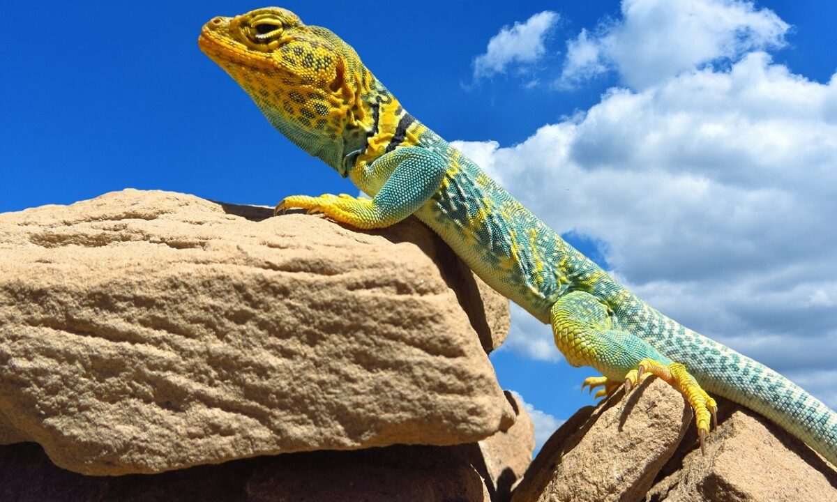 The Collared Lizard