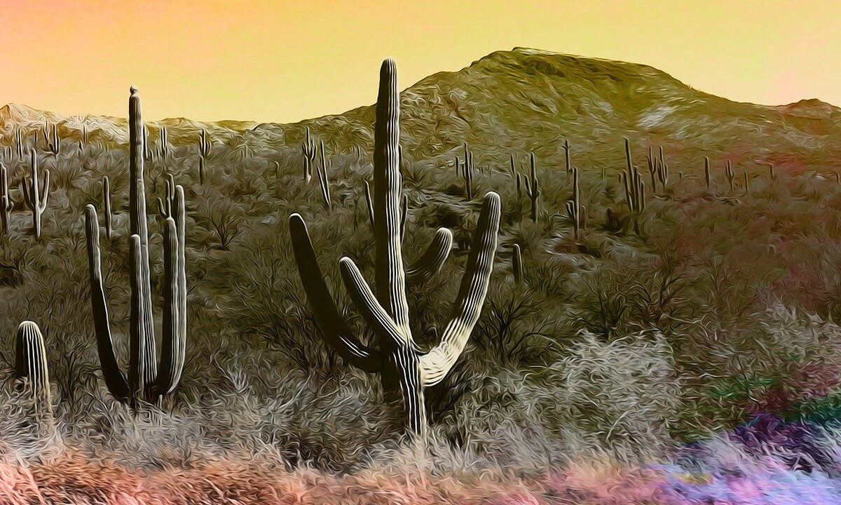 saguaros