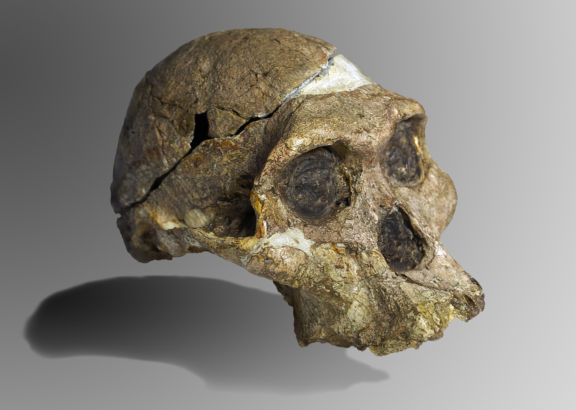 The Plant-Powered Diet of Australopithecus!